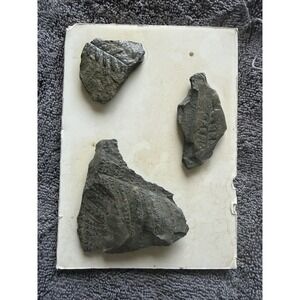 Plant Fossils in embedded shale rock, Pecopteris, Paleozoic era 3 piece